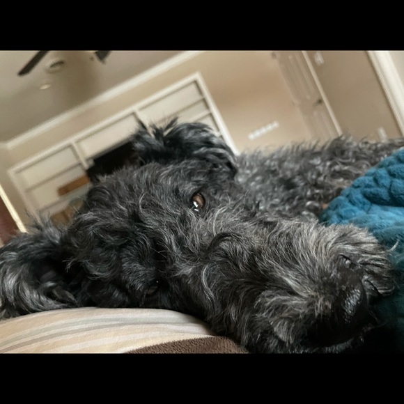 Meet your Posher, Nancy - Picture 1 of 1